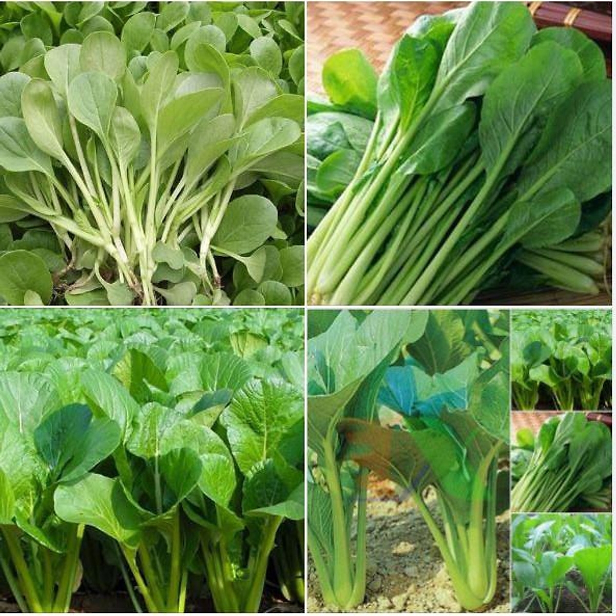 Kỹ thuật trồng rau cải ngọt an toàn, đơn giản tại nhà | Báo Dân tộc và ...